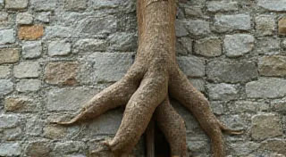 Whispers of the Soil: Capturing Roots and Their Stories